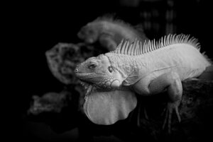 フェムケアで今人気のアイテムは何ですか？