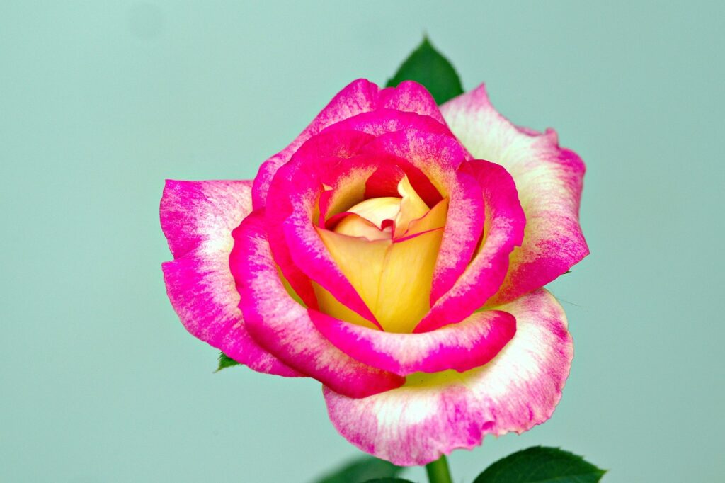 膣まわりの赤みを解消するためのケア商品選びは？