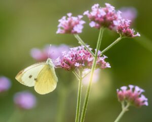デリケートゾーンが蒸れる夏の対策法は何ですか？