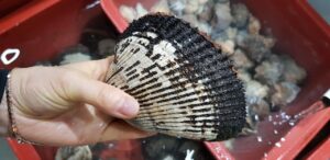 デリケートゾーン用無添加ソープのランキングでおすすめは？