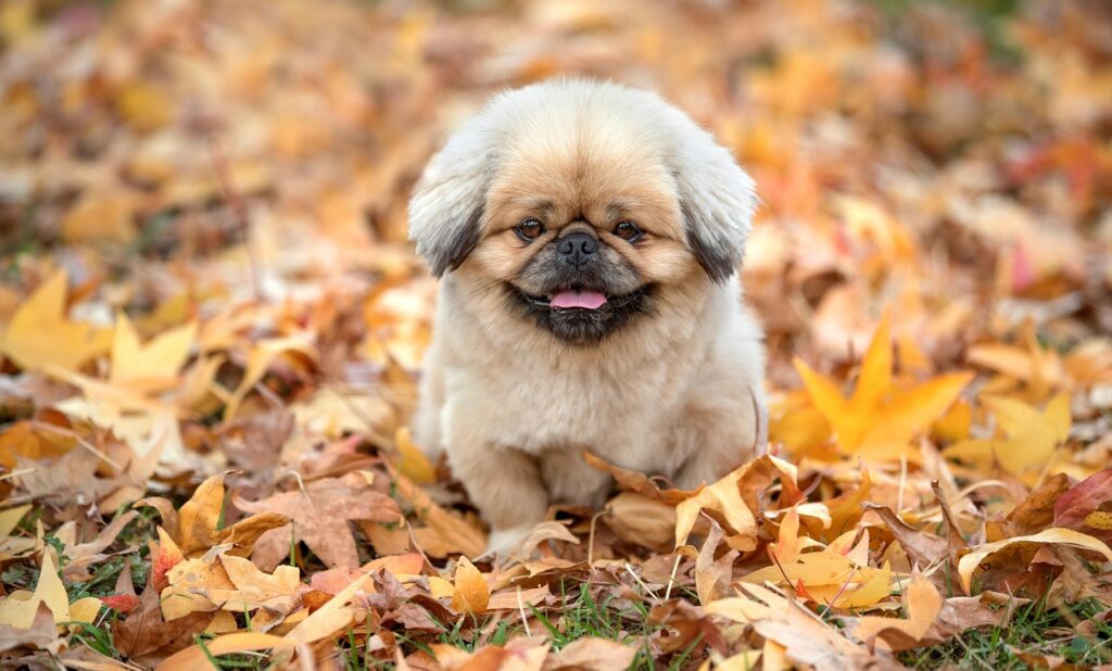 デリケートゾーンに使える乳酸菌サプリの効果とは？