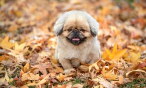 デリケートゾーンに使える乳酸菌サプリの効果とは？