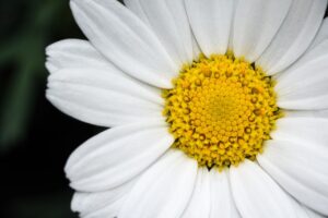 デリケートゾーンの膣内フローラを整える方法は？