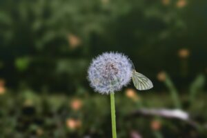 デリケートゾーンに白い粉がある場合のかゆみの原因は？