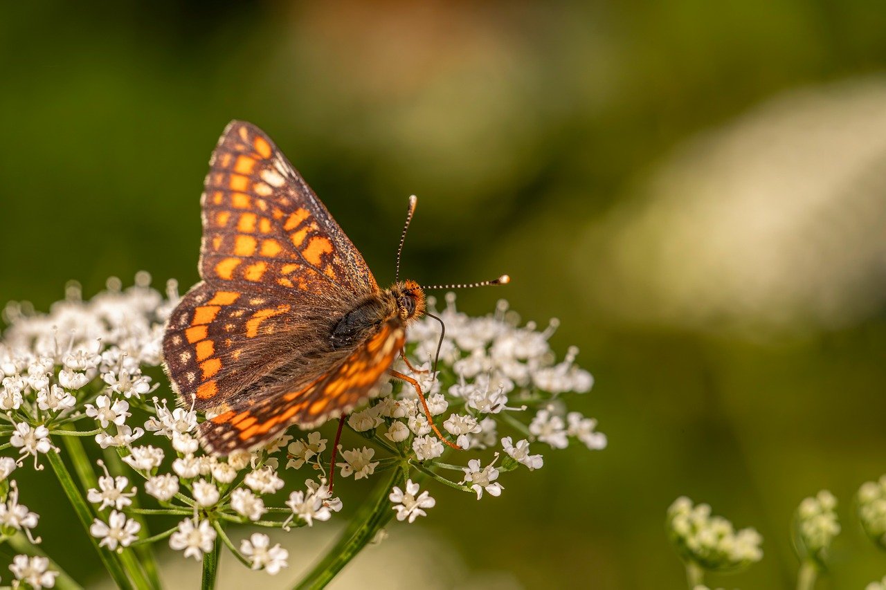 デリケートゾーンに最適な無添加ソープはどれですか？