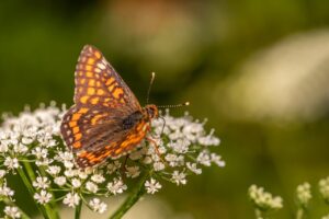 デリケートゾーンのヘルペス治療に効果的な方法は？