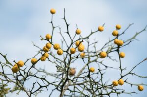 デリケートゾーンの乾燥が原因で出血することはあるのか？