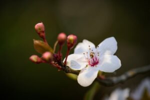 デリケートゾーンに優しい低刺激ソープのおすすめは？