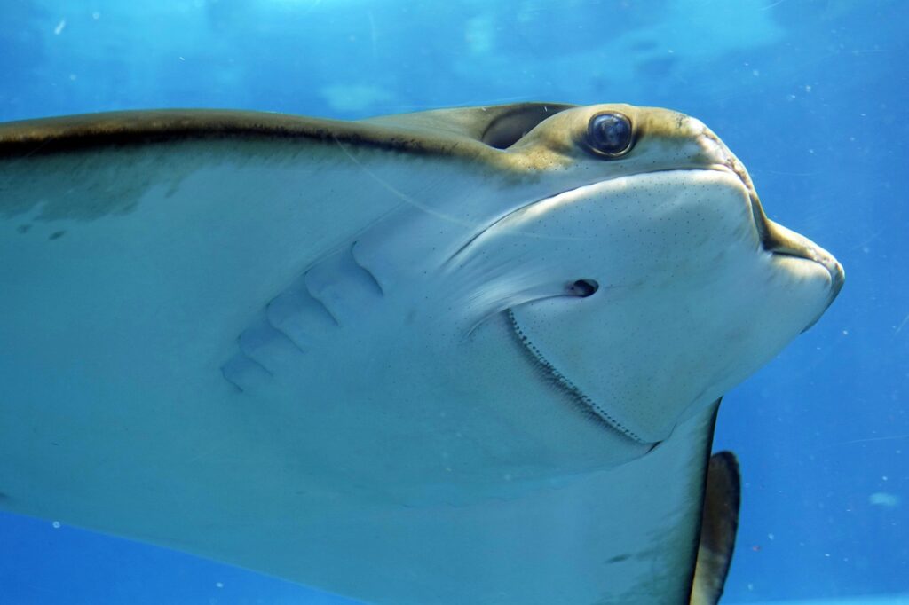 デリケートゾーンのにおいが魚臭い原因は何？